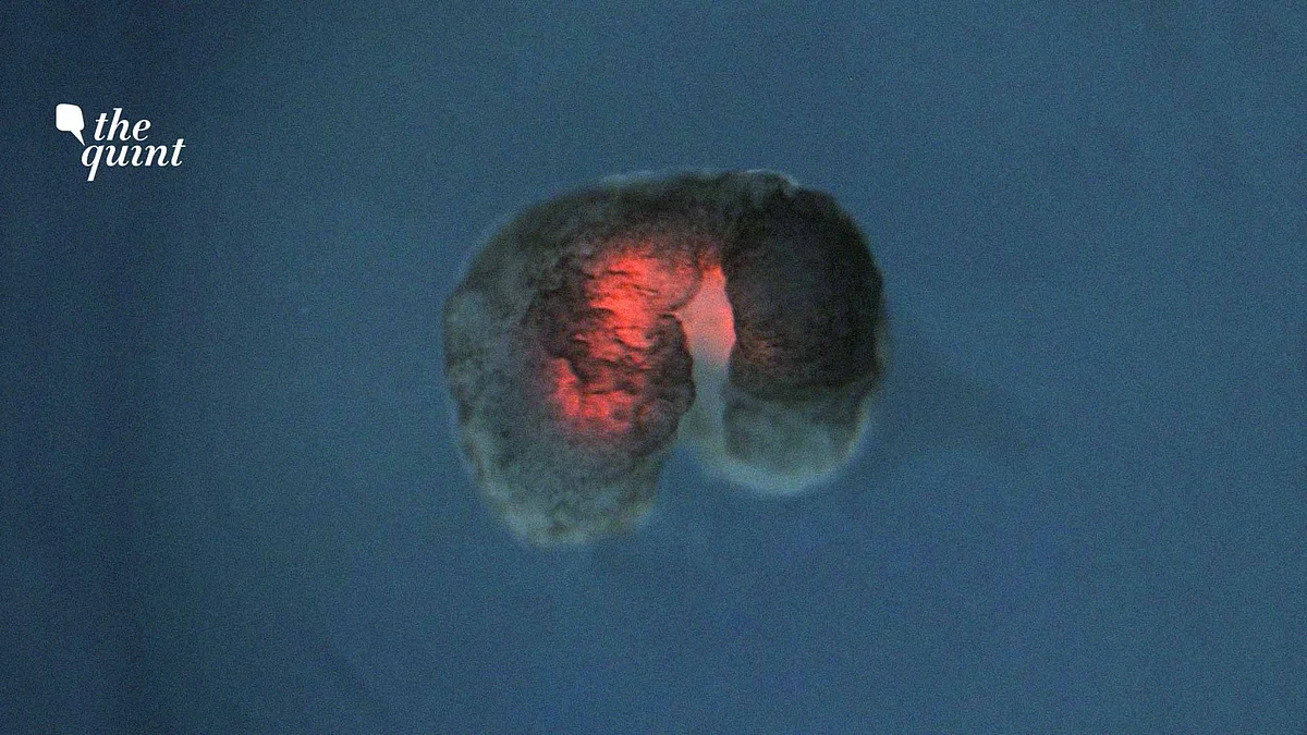 Auto Follow Xenobot Auto Follow Xenobot